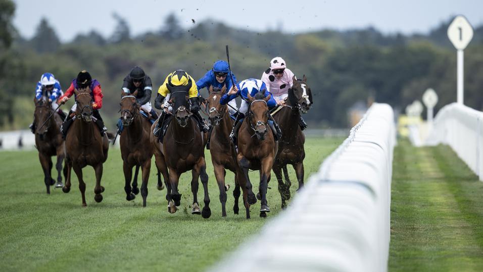 Flat racing action at Ascot